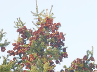 Picea rubens Sarg. (red spruce), branches at top with many cones