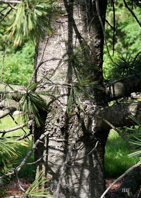 Pinus flexilis James (limber pine), bark