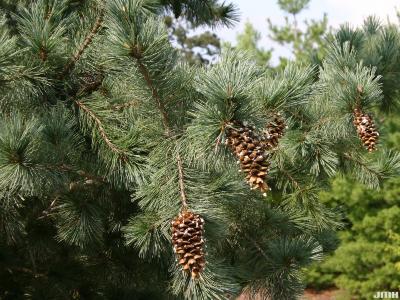 Pinus flexilis James (limber pine), leaves and cones