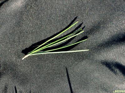 Pinus flexilis James (limber pine), needle configuration
