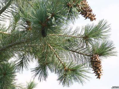 Pinus flexilis James (limber pine), branch with cones