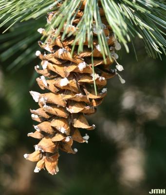 Pinus flexilis James (limber pine), cone