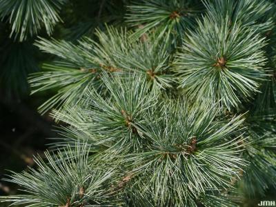 Pinus flexilis James (limber pine), leaves