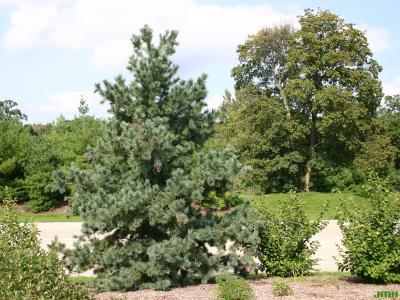 Pinus flexilis James (limber pine), growth habit, evergreen tree form