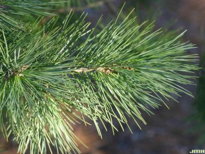 Pinus flexilis James (limber pine), leaves
