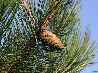 Pinus nigra ‘Arnold Sentinel’ (Arnold Sentinel Austrian pine), leaves and cone