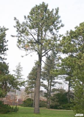 Pinus jeffreyi Balfour ex Murr. (Jeffrey pine), growth habit, evergreen tree form