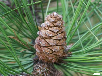 Pinus jeffreyi Balfour ex Murr. (Jeffrey pine), cone