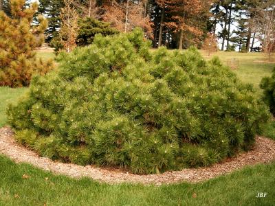 Pinus nigra ‘Hornibrookiana’ (Hornibrook Austrian pine), growth habit, evergreen shrub form