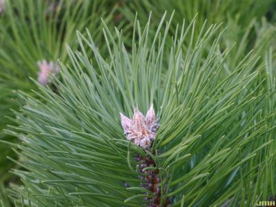 Pinus nigra ‘Hornibrookiana’ (Hornibrook Austrian pine), leaves