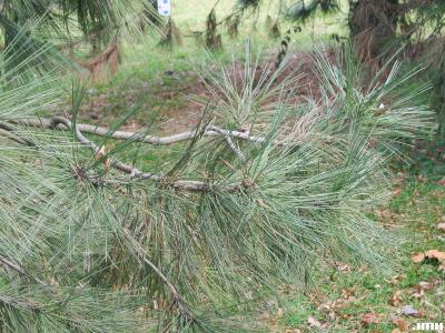 Pinus jeffreyi Balfour ex Murr. (Jeffrey pine), branch
