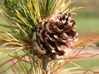 Pinus parviflora ‘Blue Wave’ (Blue Wave Japanese white pine), cone