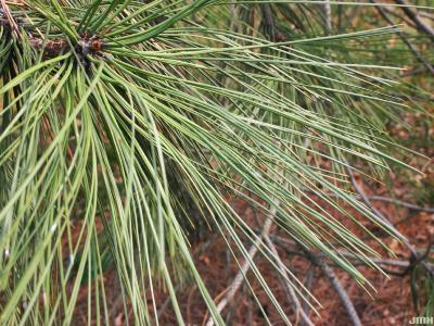 Pinus jeffreyi Balfour ex Murr. (Jeffrey pine), leaves