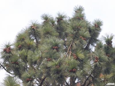 Pinus jeffreyi Balfour ex Murr. (Jeffrey pine), branches at top with cones
