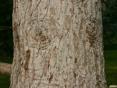 Pinus parviflora Sieb. & Zucc. (Japanese white pine), bark