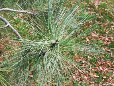 Pinus jeffreyi Balfour ex Murr. (Jeffrey pine), leaves