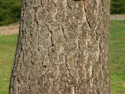 Pinus jeffreyi Balfour ex Murr. (Jeffrey pine), bark