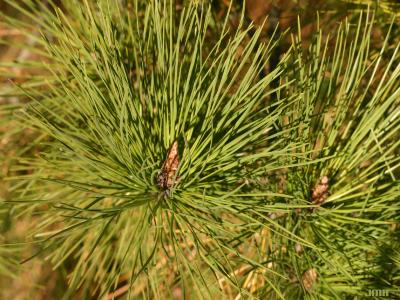 Pinus rigida Mill. (pitch pine), leaves