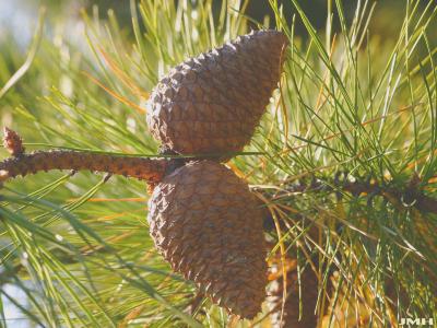 Pinus rigida Mill. (pitch pine), cones