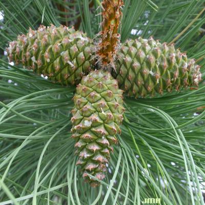 Pinus ponderosa Douglas ex Lawson (ponderosa pine), cones