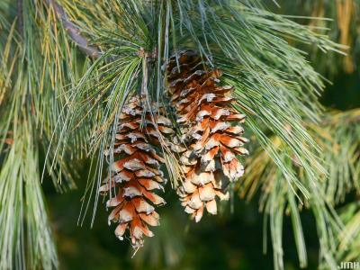 Pinus wallichiana A. B. Jacks. (Himalayan white pine). cones