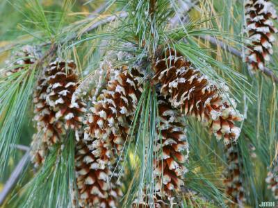 Pinus wallichiana A. B. Jacks. (Himalayan white pine), cluster of cones covered with sap