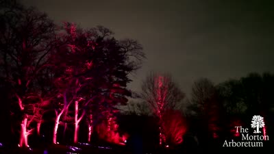 Illumination - Tree Lights at The Morton Arboretum