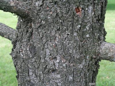 Pseudotsuga menziesii var. glauca (Beissn.) Franco (Douglas-fir), bark