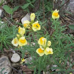 Linaria vulgaris Mill. (butter and eggs), growth habit