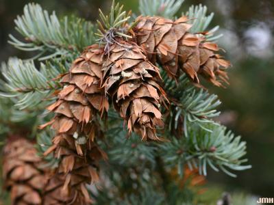 Pseudotsuga menziesii var. glauca (Beissn.) Franco (Douglas-fir), cones