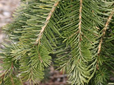 Pseudotsuga menziesii ‘Graceful Grace’ (Graceful Grace Douglas-fir), leaves