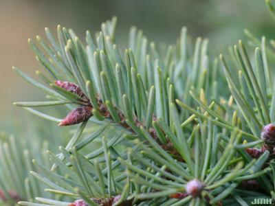 Pseudotsuga menziesii ‘Compacta’ (Compact Douglas-fir), close-up of male cones and leaves