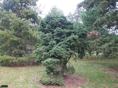 Pseudotsuga menziesii ‘Compacta’ (Compact Douglas-fir), growth habit, tree form