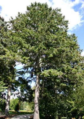 Pseudotsuga menziesii var. glauca (Beissn.) Franco (Douglas-fir), growth habit