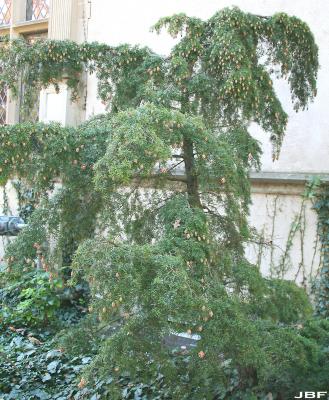Tsuga caroliniana Engelm. (Carolina hemlock), growth habit, evergreen tree form