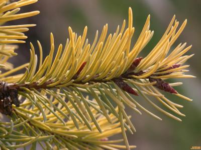 Pseudotsuga menziesii ‘Hillside Gold’ (Hillside Gold Douglas-fir), leaves