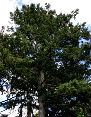 Pseudotsuga menziesii var. glauca (Beissn.) Franco (Douglas-fir), growth habit