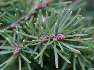 Pseudotsuga menziesii ‘Compacta’ (Compact Douglas-fir), leaves