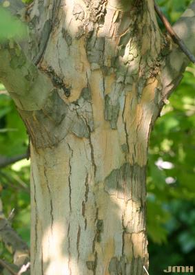 Platanus x acerifolia (Ait.) Willd. (London planetree), bark