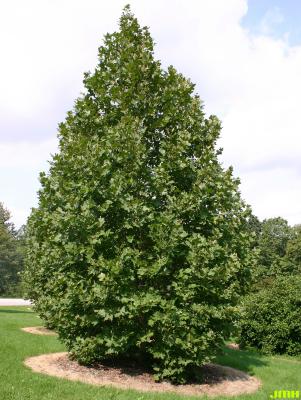 Platanus x acerifolia (Ait.) Willd. (London planetree), growth habit, tree form