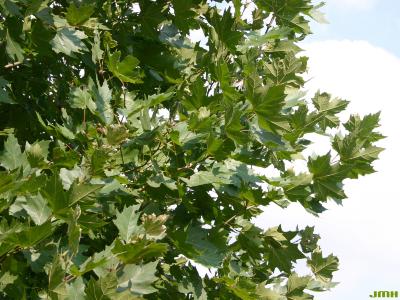 Platanus x acerifolia (Ait.) Willd. (London planetree), leaves