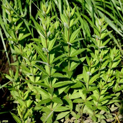 Veronicastrum virginicum (L.) Farw. (Culver’s root), stems and leaves