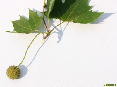 Platanus x acerifolia (Ait.) Willd. (London planetree), fruit and leaves