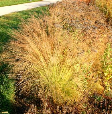 Sporobolus heterolepis (A. Gray) A. Gray (prairie dropseed), growth habit, fall color