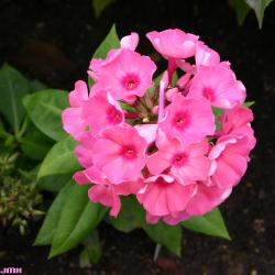 Phlox 'Flamelight Pink'  (Flamelight Pink Phlox), flower