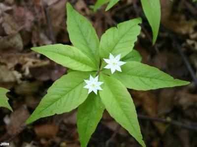 Trientalis borealis Raf. (starflower), habit
