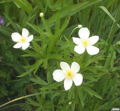 Anemone canadensis L. (Canada anemone), flowers
