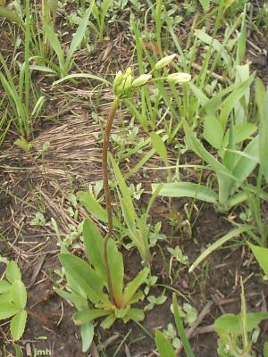 Dodecatheon meadia L. (shooting star), growth habit