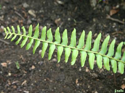 Polystichum acrostichoides (Michx.) Schott (Christmas fern), leaves, upper surface