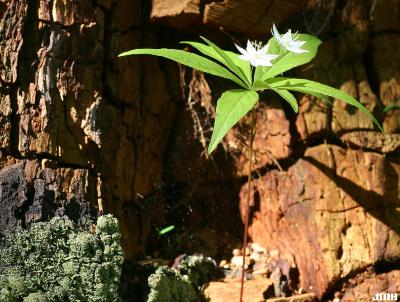 Trientalis borealis Raf. (starflower), growth habit